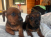 Beautiful Mini Dachshund Puppies