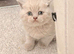 Ready now Lilac British shorthair kittens for sale 2 boys and 1 girl available
