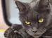 Last one Solid Blue Maine Coon TICA
