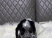 Beautiful Cocker Spaniel Girls &ndash; Ready for Loving Homes