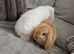 Three adorable mini lop babies available