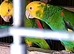 Breeding pair Magna Double Yellow Heads