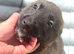 Collie x Malinios pups