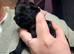 Beautiful puppies