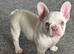 Beautiful female frenchie
