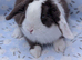 Choc split mini lop buck