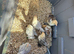 Bantam Pekin
