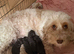 Cockapoo puppies for sale