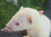 Albino