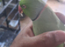 Indian Ringneck parrot