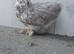 Set of Pekin bantam chickens