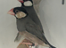 Fawn Young Java Finches