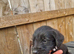 Giant schnauzer x Labrador puppys