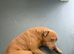 Loving male dog tyson