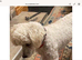 Female toy poodle