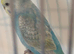 Baby pastel rainbow budgie ring number 28 2026 rung