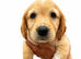 Golden retriever x ess