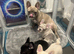 French bulldogs