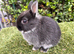Baby Netherland dwarf rabbits ready to leave