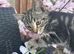 14 week male kitten