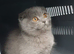 Scottish fold