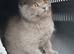 10 week old blue Scottish fold