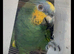 Machu, 7year old tamed Amazon (please read the description)