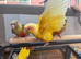 Conure Hand Reared Babies Looking for new perches