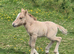 Mare&foal