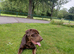 Rehoming