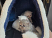 BEAUTIFUL PERSIAN FLAT-FACE KITTENS LOOKING FOR THEIR FOREVER HOMES