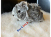 Baby guinea pigs for sale- beautiful colours, and condition.