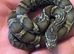 Cb26 baby Russian rat snakes