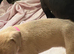 ONLY 3 LEFT!!! Cane corso x American bulldog
