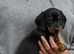 Ready to leave dachshund puppies