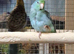 Stunning Young Parrotlets