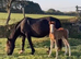 Lovely natured evenly marked colt