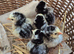 Silver Laced wyandotte Bantams chicks ×5