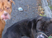 Staffy cross