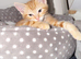 9 week old kitten