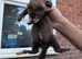 Ferrets for sale