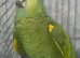 MALE BLUE FRONT AMAZON