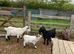 Two Pygmy goat boys looking for a 5 star home.