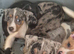 Beautiful merle jack russells