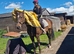 Super easy laid back gelding