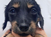 Stunning Miniature Long Haired Dachshund Girls