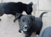 German Shepherd cross Belgian mali