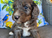 Stunning cockapoo puppies