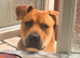BLACK MOUTH CUR