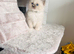Beautiful Ragdoll Kittens Ready Now.